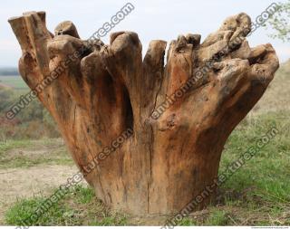 wood roots 0006